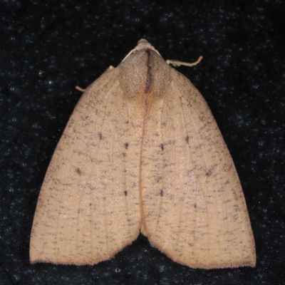 Fisera bradymorpha (Fisera bradymorpha) at Lilli Pilli, NSW - 4 Jun 2020 by jb2602
