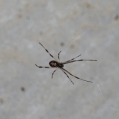 Latrodectus hasselti (Redback Spider) at Reid, ACT - 31 Mar 2020 by JanetRussell