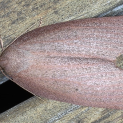 Paralaea porphyrinaria (Chestnut Vein Crest Moth) at Lilli Pilli, NSW - 4 Jun 2020 by jbromilow50