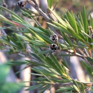 Kunzea ericoides at Majura, ACT - 4 Jun 2020