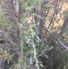 Kunzea ericoides at Majura, ACT - 4 Jun 2020