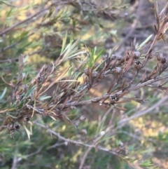 Kunzea ericoides at Majura, ACT - 4 Jun 2020