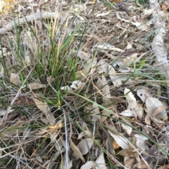 Lepidosperma laterale at Majura, ACT - 4 Jun 2020