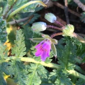 Erodium cicutarium at Hackett, ACT - 4 Jun 2020