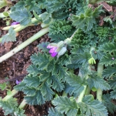 Erodium cicutarium at Hackett, ACT - 4 Jun 2020