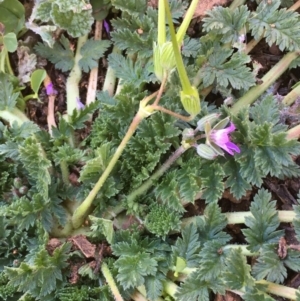 Erodium cicutarium at Hackett, ACT - 4 Jun 2020