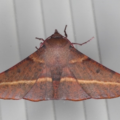 Oenochroma vinaria (Pink-bellied Moth, Hakea Wine Moth) at Lilli Pilli, NSW - 4 Jun 2020 by jb2602