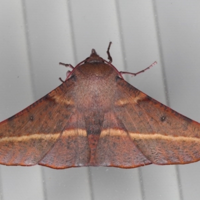 Oenochroma vinaria (Pink-bellied Moth, Hakea Wine Moth) at Lilli Pilli, NSW - 4 Jun 2020 by jbromilow50