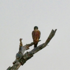 Falco longipennis (Australian Hobby) at Fyshwick, ACT - 4 Jun 2020 by Ct1000