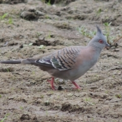 Ocyphaps lophotes (Crested Pigeon) at Gordon, ACT - 2 Feb 2020 by michaelb