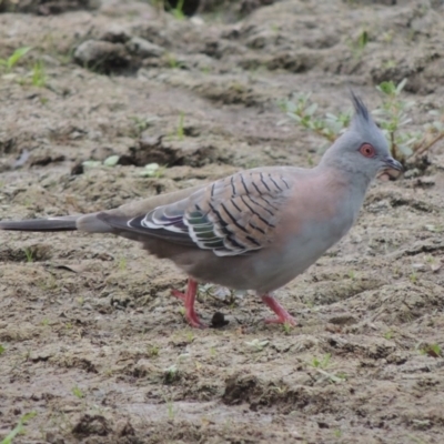 Ocyphaps lophotes (Crested Pigeon) at Gordon, ACT - 2 Feb 2020 by michaelb