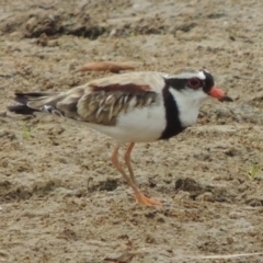 Charadrius melanops (Black-fronted Dotterel) at Point Hut Pond - 2 Feb 2020 by michaelb