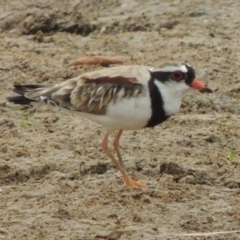 Charadrius melanops (Black-fronted Dotterel) at Gordon, ACT - 2 Feb 2020 by MichaelBedingfield