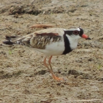 Charadrius melanops (Black-fronted Dotterel) at Gordon, ACT - 2 Feb 2020 by MichaelBedingfield