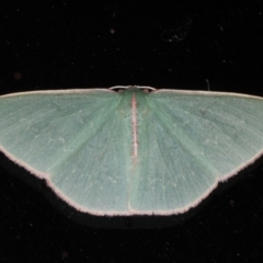 Chlorocoma (genus) (An Emerald moth (Geometrinae)) at Lilli Pilli, NSW - 4 Jun 2020 by jbromilow50
