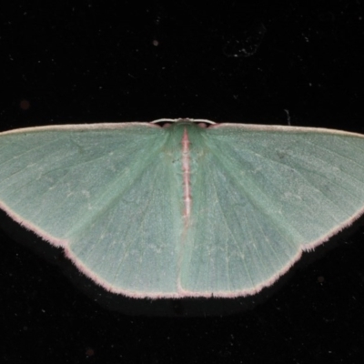 Chlorocoma (genus) (An Emerald moth (Geometrinae)) at Lilli Pilli, NSW - 4 Jun 2020 by jbromilow50
