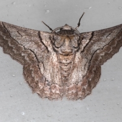 Hypobapta tachyhalotaria (Varied Grey) at Lilli Pilli, NSW - 4 Jun 2020 by jbromilow50