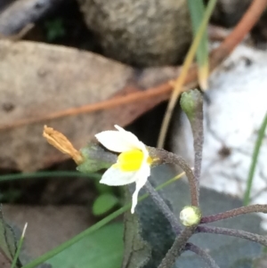 Solanum sp. at Hackett, ACT - 3 Jun 2020