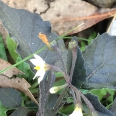 Solanum sp. at Hackett, ACT - 3 Jun 2020