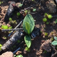 Ophioglossum lusitanicum (Adder's Tongue) at Hackett, ACT - 3 Jun 2020 by petersan