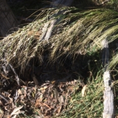 Austrostipa verticillata (Slender Bamboo Grass) at Kameruka, NSW - 4 Jun 2020 by LisaWhite