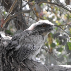 Podargus strigoides (Tawny Frogmouth) at Albury - 19 Nov 2011 by Alburyconservationcompany