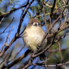 Aphelocephala leucopsis (Southern Whiteface) at Sutton, ACT - 3 Jun 2020 by CedricBear