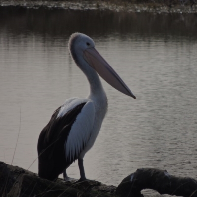 Pelecanus conspicillatus (Australian Pelican) at Albury - 28 Jul 2014 by Alburyconservationcompany