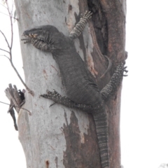 Varanus varius (Lace Monitor) at Albury - 30 Nov 2011 by Alburyconservationcompany