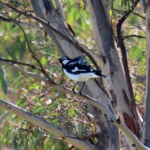 Grallina cyanoleuca at Gordon, ACT - 2 Jun 2020