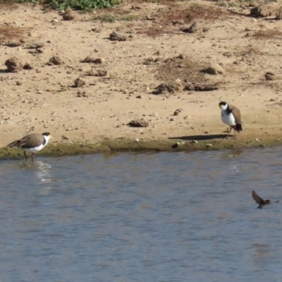 Vanellus miles (Masked Lapwing) at Gordon, ACT - 2 Jun 2020 by RodDeb