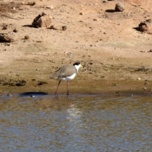 Vanellus miles at Gordon, ACT - 2 Jun 2020