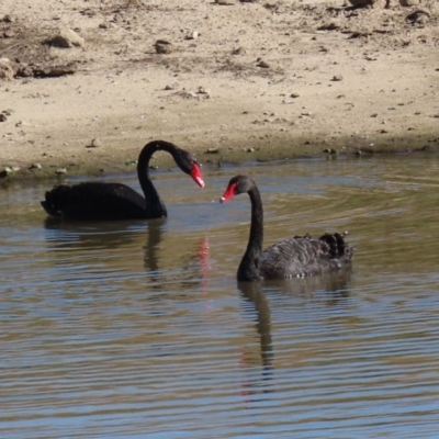 Cygnus atratus (Black Swan) at Lanyon - northern section - 2 Jun 2020 by RodDeb