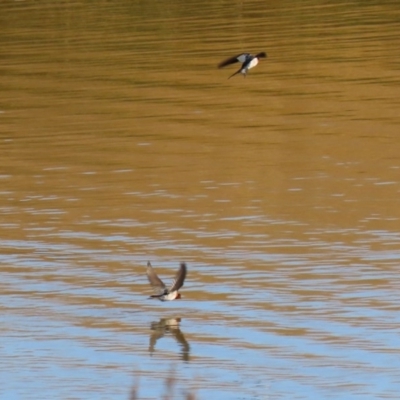 Hirundo neoxena (Welcome Swallow) at Lanyon - northern section - 2 Jun 2020 by RodDeb