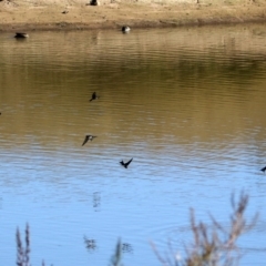 Hirundo neoxena at Gordon, ACT - 2 Jun 2020