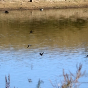 Hirundo neoxena at Gordon, ACT - 2 Jun 2020