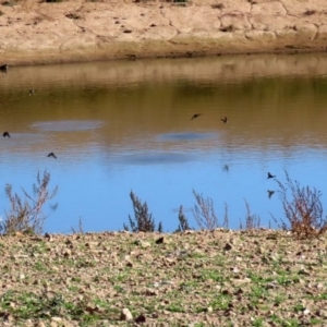 Hirundo neoxena at Gordon, ACT - 2 Jun 2020