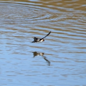 Hirundo neoxena at Gordon, ACT - 2 Jun 2020