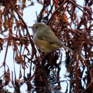 Acanthiza pusilla at Paddys River, ACT - 2 Jun 2020