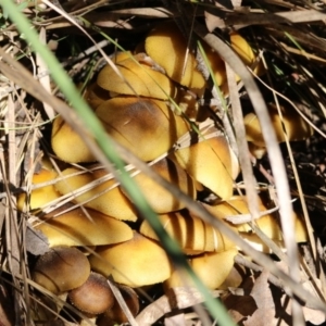 Armillaria luteobubalina at Paddys River, ACT - 2 Jun 2020 01:10 PM