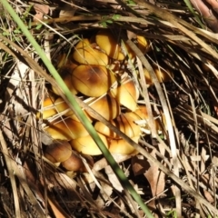 Armillaria luteobubalina at Paddys River, ACT - 2 Jun 2020 01:10 PM