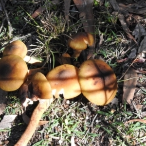 Armillaria luteobubalina at Paddys River, ACT - 2 Jun 2020 01:10 PM