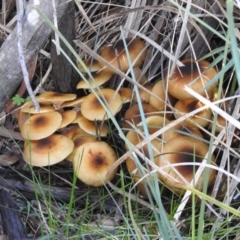 Armillaria luteobubalina at Paddys River, ACT - 2 Jun 2020