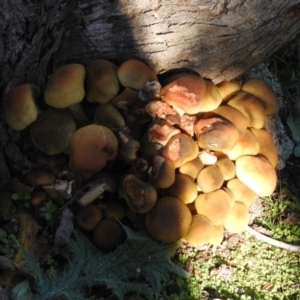 Armillaria luteobubalina at Paddys River, ACT - 2 Jun 2020 02:29 PM