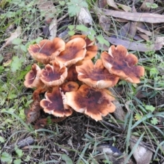 Armillaria sp. at Paddys River, ACT - 2 Jun 2020