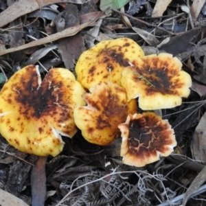 Armillaria sp. at Paddys River, ACT - 2 Jun 2020 03:30 PM