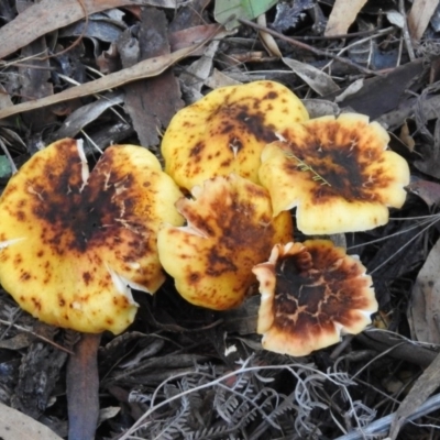 Armillaria sp. (A honey fungus) at Paddys River, ACT - 2 Jun 2020 by RodDeb