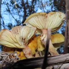 Armillaria sp. at Paddys River, ACT - 2 Jun 2020