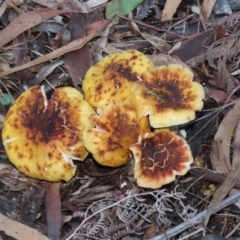 Armillaria sp. at Paddys River, ACT - 2 Jun 2020