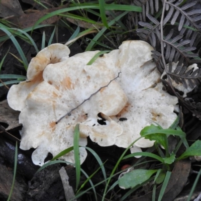 Clitocybe s. l. at Paddys River, ACT - 2 Jun 2020 by RodDeb